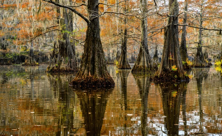Cypress trees during fall