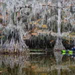Cypress trees