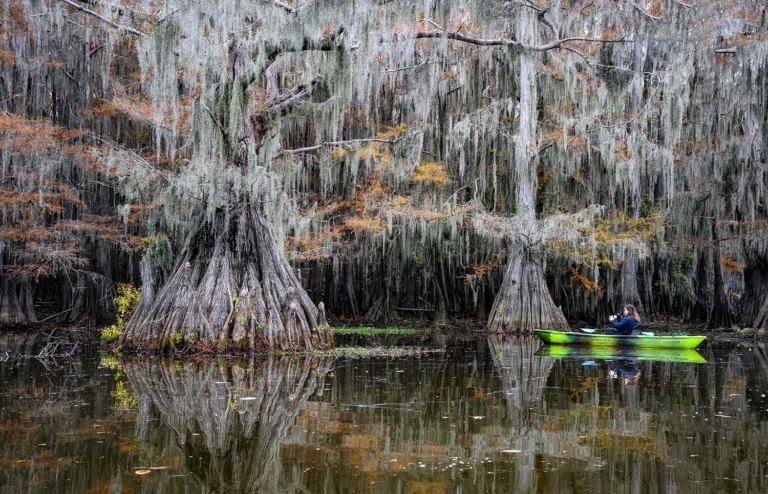 Cypress trees
