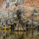 In the swamps