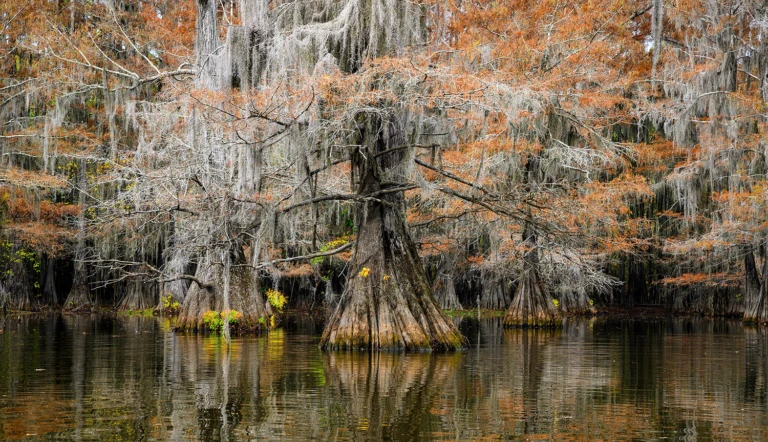 In the swamps