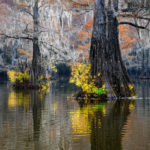 Colors in the swamps I