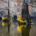 Colors in the swamps I