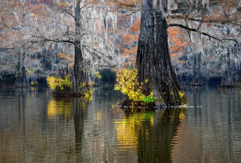 Colors in the swamps I