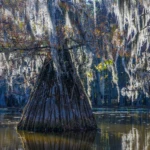 Cypress