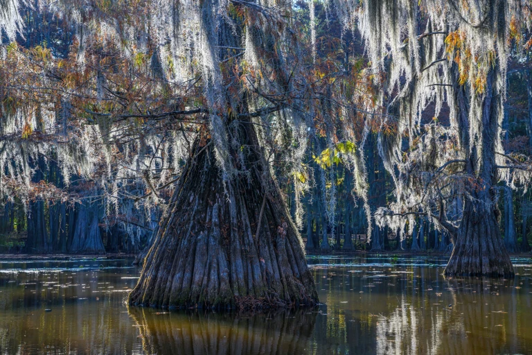 Cypress