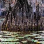 Wetland plants in the swamps