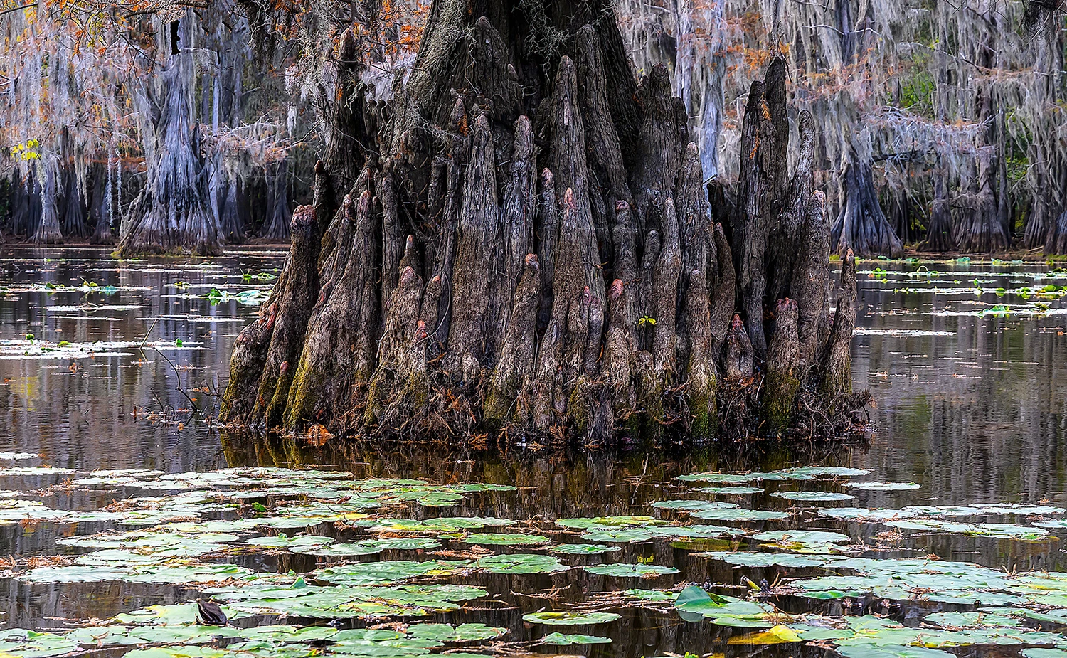 Wetland plants in the swamps, Swamps of Louisiana/Texas – photo by Reiner Boehme