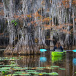 In between the cypress trees