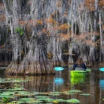 In between the cypress trees