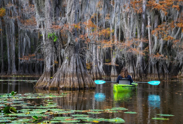 In between the cypress trees