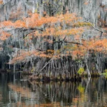 In the middle of the swamps