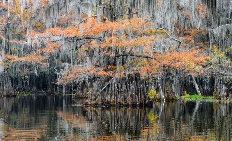 In the middle of the swamps