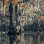 Kayaking the swamps