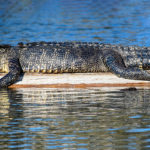 Sun bathing alligator