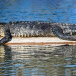 Sun bathing alligator
