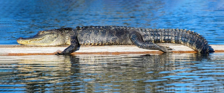Sun bathing alligator