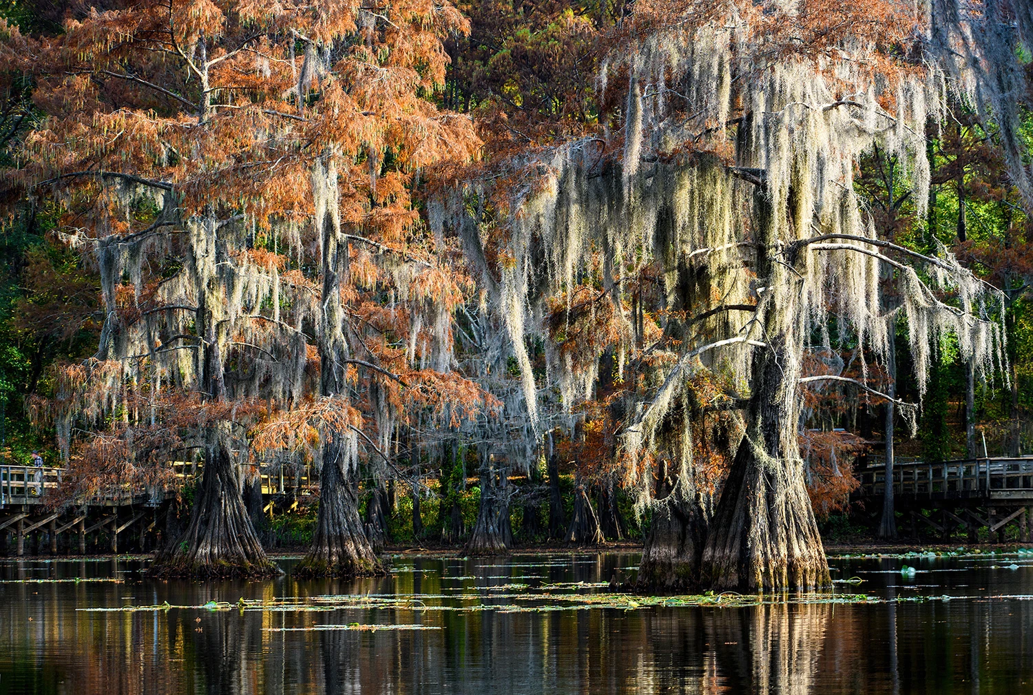Lake Caddo Visitor centre, Swamps of Louisiana/Texas – photo by Reiner Boehme
