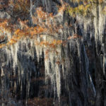 Detail of cypress fall leaves and spanish moss