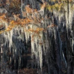 Detail of cypress fall leaves and spanish moss