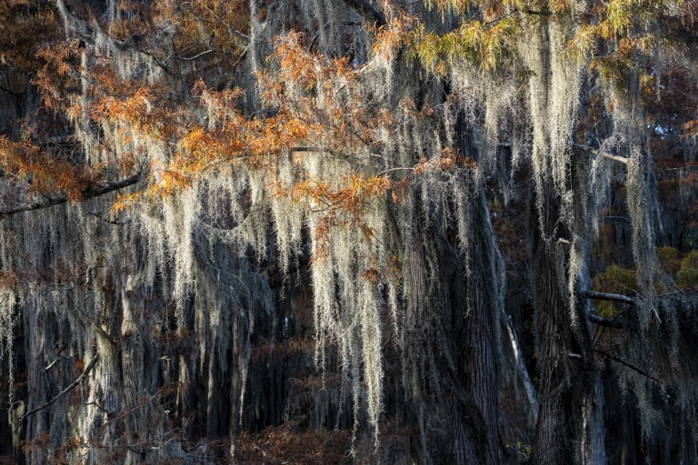 Detail of cypress fall leaves and spanish moss