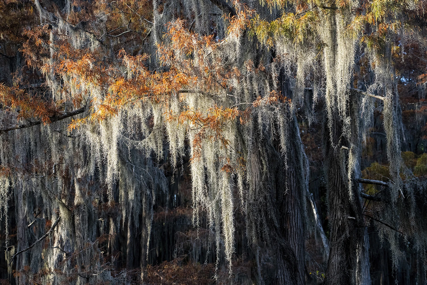 Detail of cypress fall leaves and spanish moss, Swamps of Louisiana/Texas – photo by Reiner Boehme