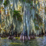 Spanish moss dominates the scene