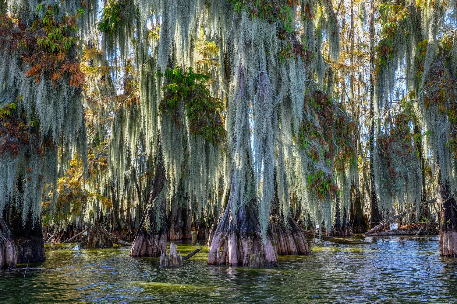 Spanish moss dominates the scene, Swamps of Louisiana/Texas – photo by Reiner Boehme