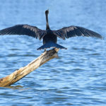 Snake-necked bird II