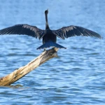 Snake-necked bird II