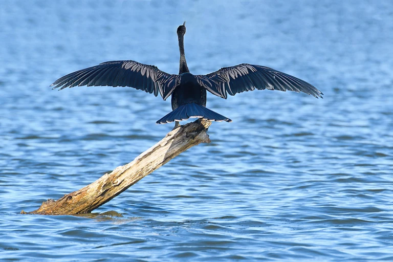 Snake-necked bird II