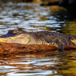 Alligator sunbathing