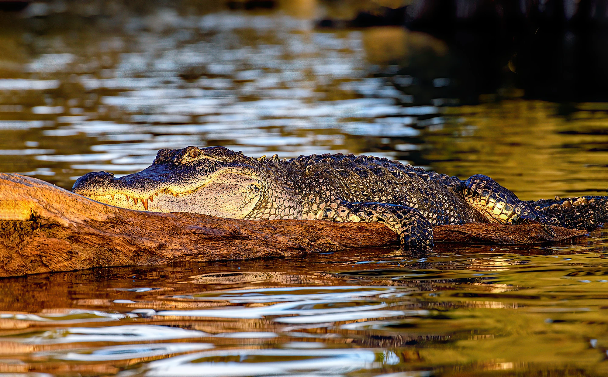 Alligator sunbathing, Swamps of Louisiana/Texas – photo by Reiner Boehme