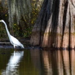 Haron