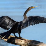 Snake-necked bird I