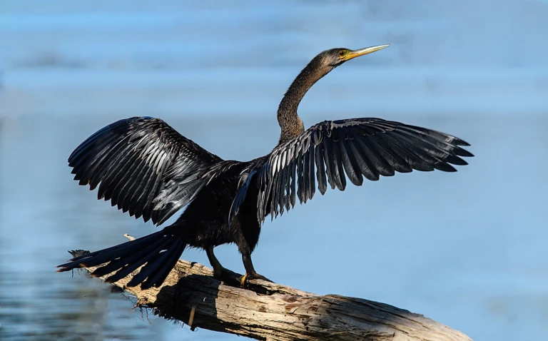 Snake-necked bird I