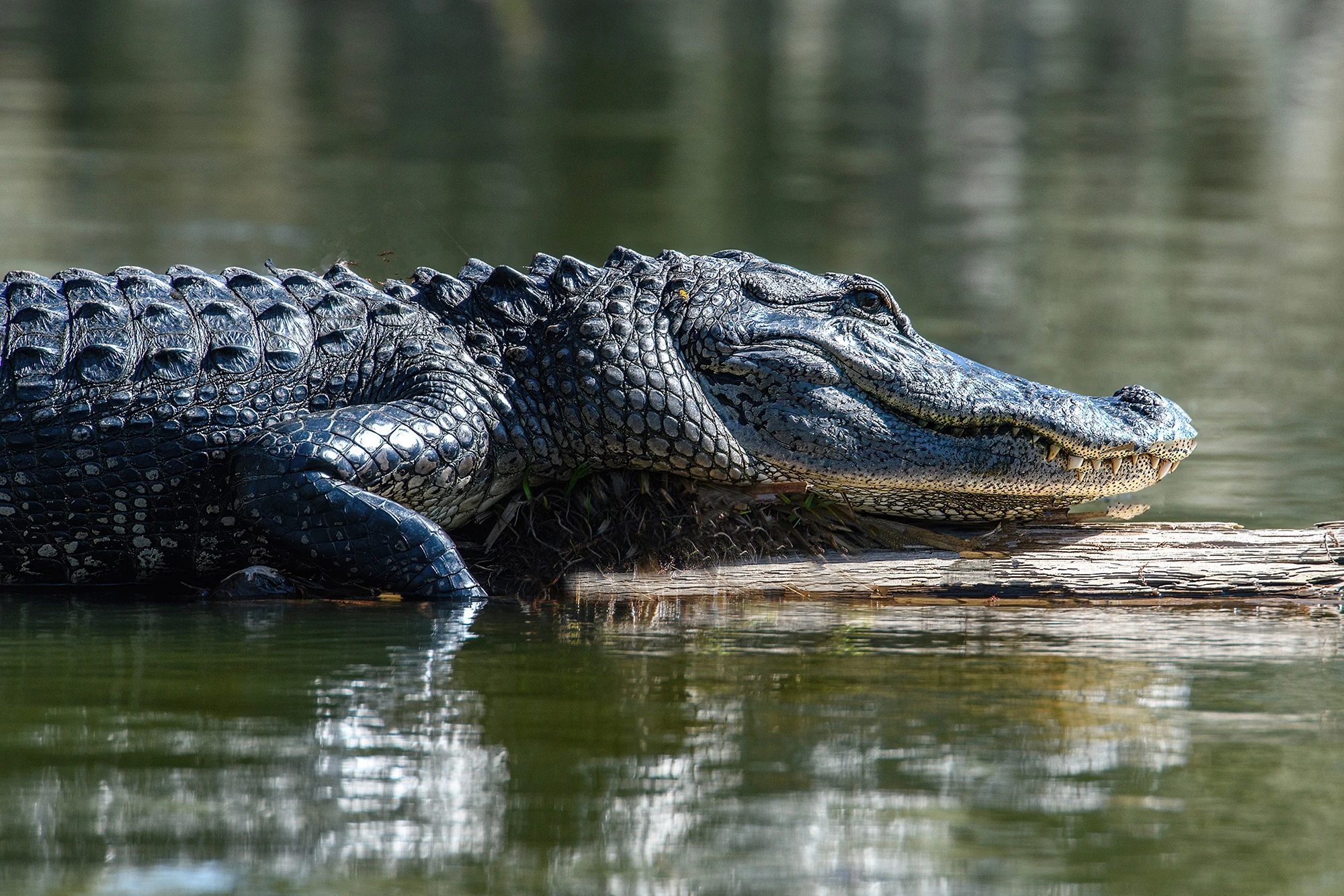 Very close, Swamps of Louisiana/Texas – photo by Reiner Boehme
