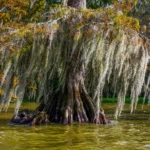 Typical cypress tree with spanish moss