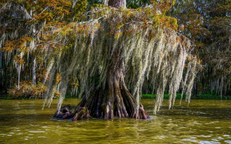 Typical cypress tree with spanish moss