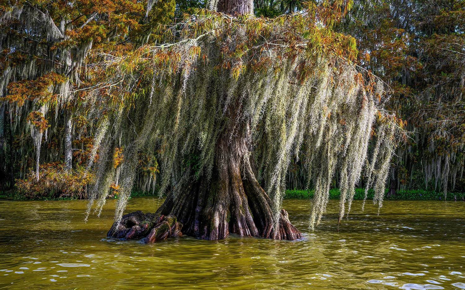 Typical cypress tree with spanish moss, Swamps of Louisiana/Texas – photo by Reiner Boehme