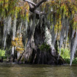 Moss