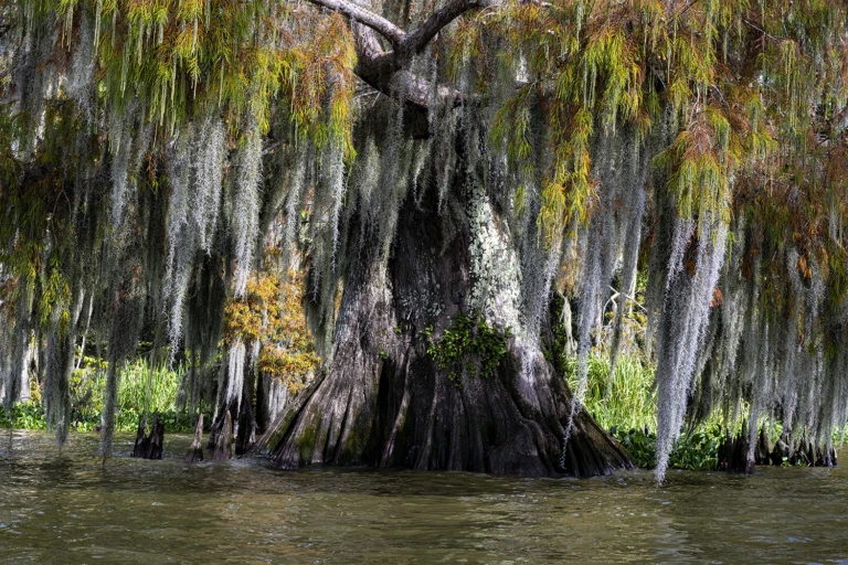 Moss