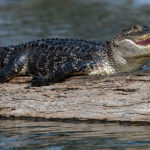 Alligator