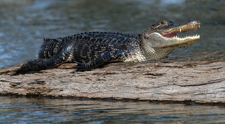 Alligator
