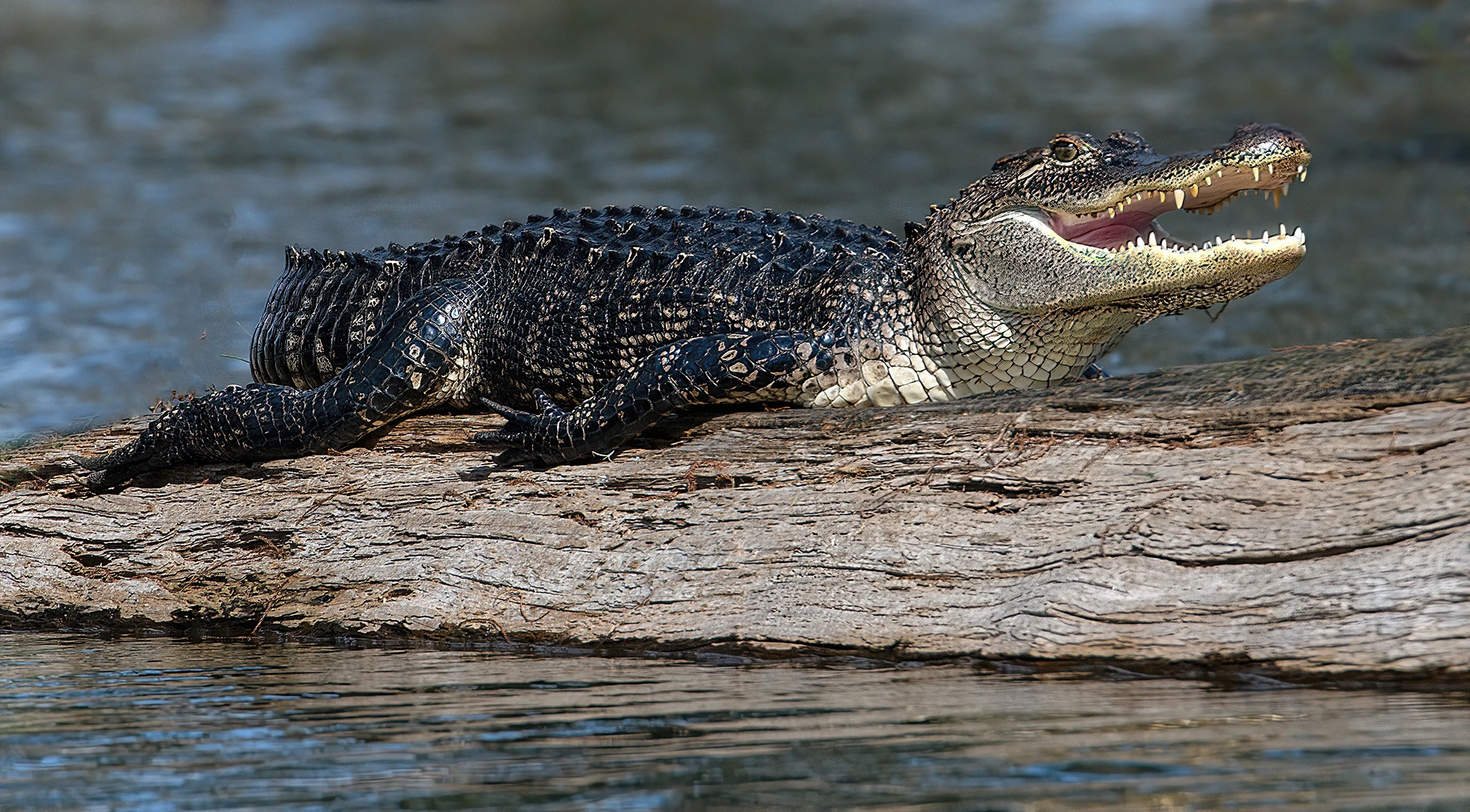 Alligator, Swamps of Louisiana/Texas – photo by Reiner Boehme