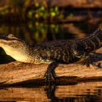 Lake Martin Alligator