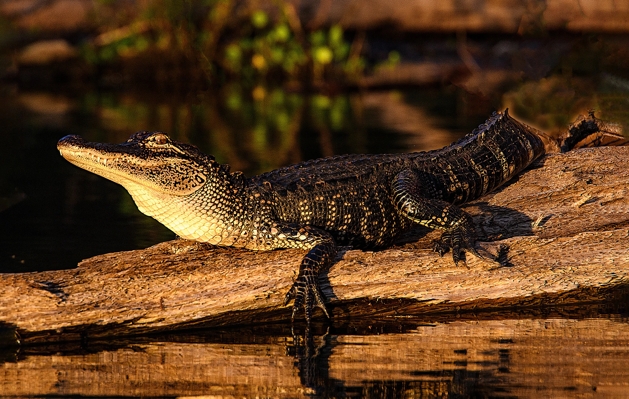 Lake Martin Alligator, Swamps of Louisiana/Texas – photo by Reiner Boehme
