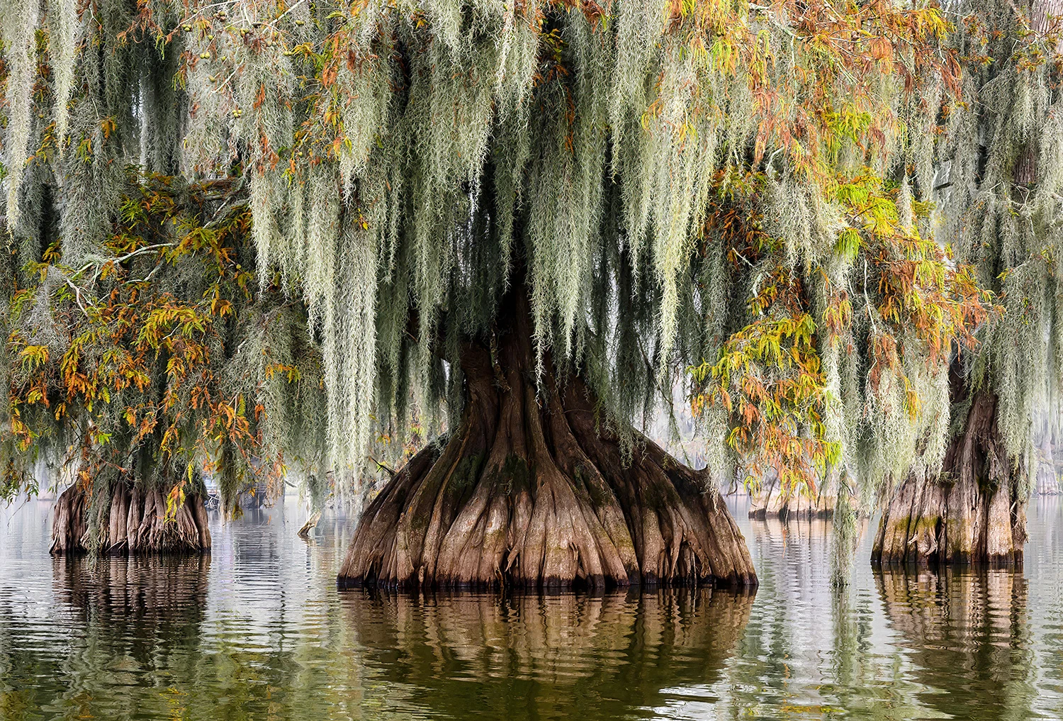 Benton Lake, Swamps of Louisiana/Texas – photo by Reiner Boehme