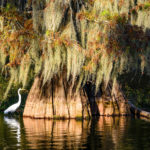 Haron in the swamps