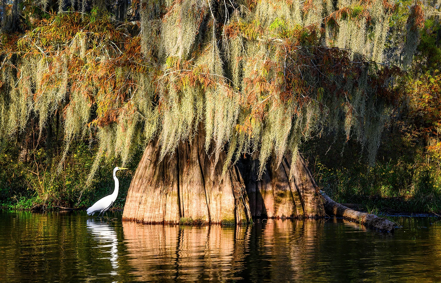 Haron in the swamps, Swamps of Louisiana/Texas – photo by Reiner Boehme